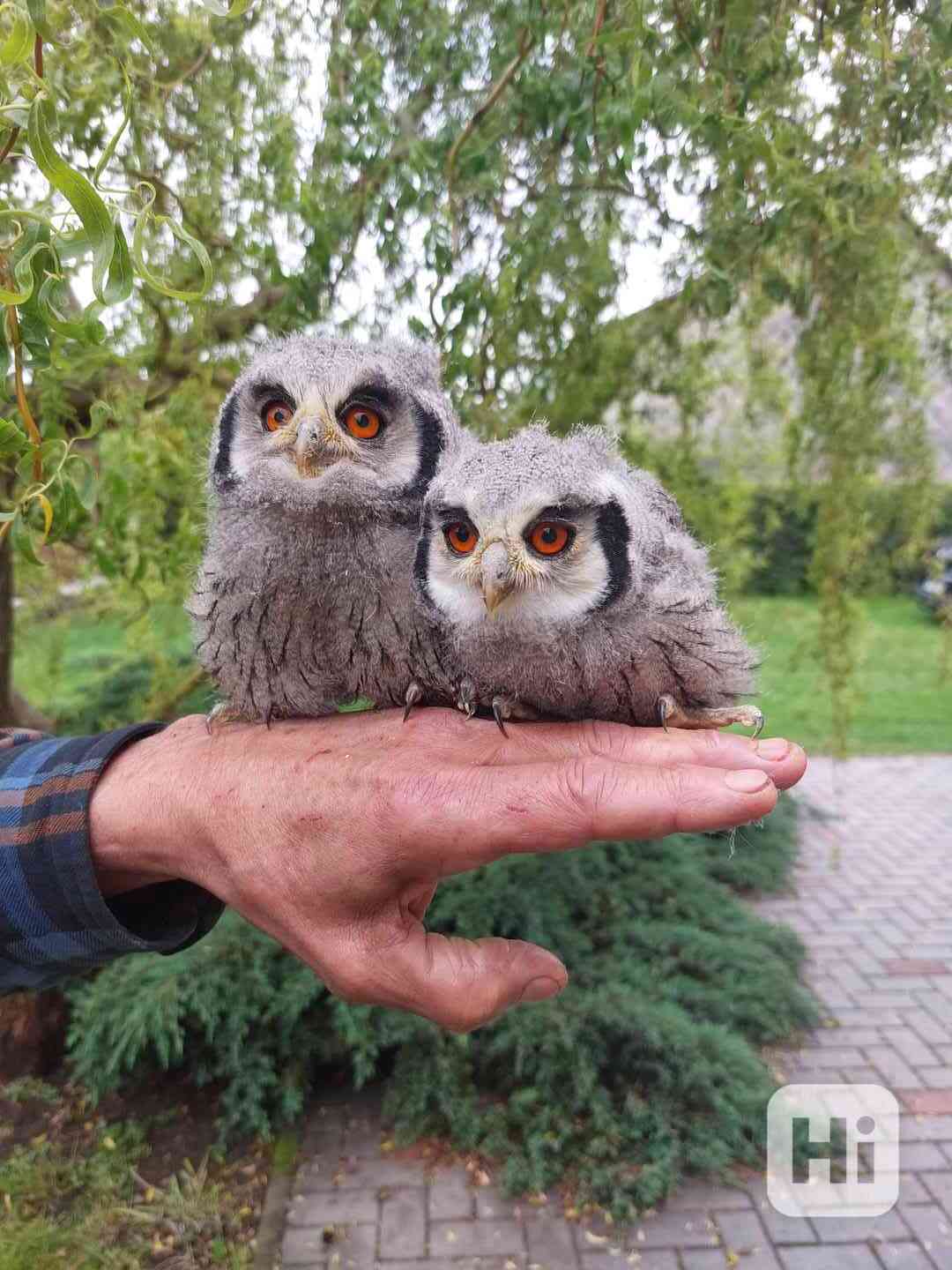 Výreček bělolící (Ptilopsis leucotis), ruční odchov - foto 1