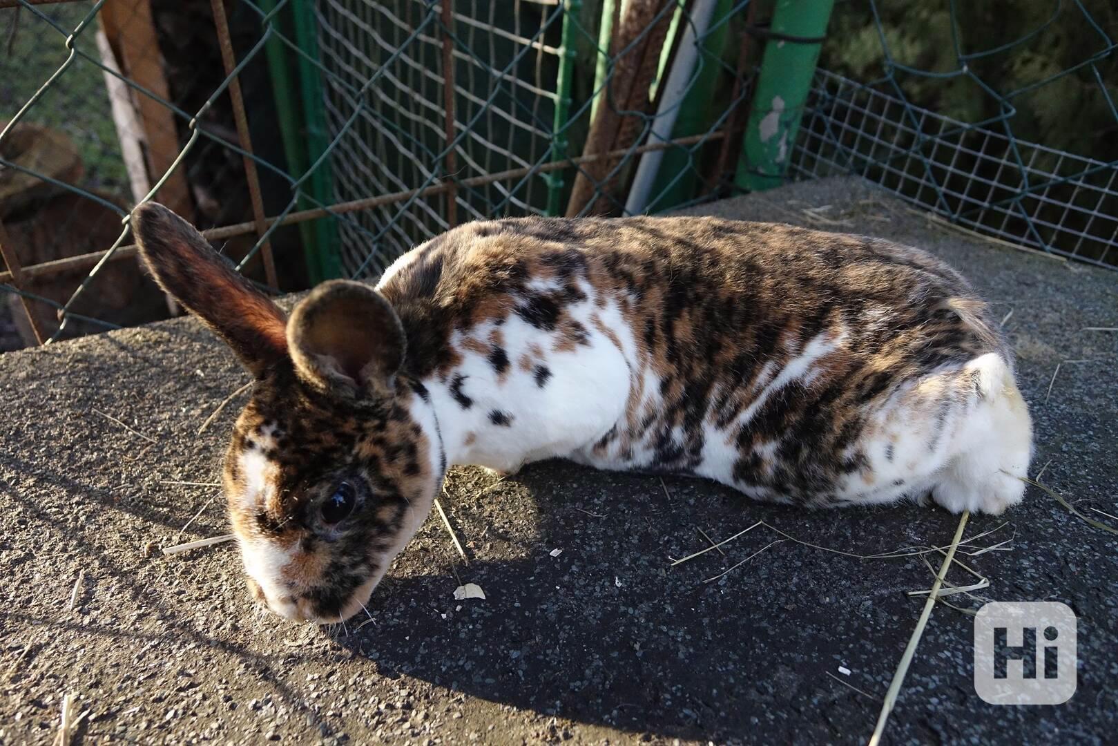 prodám mladé rexe - foto 1