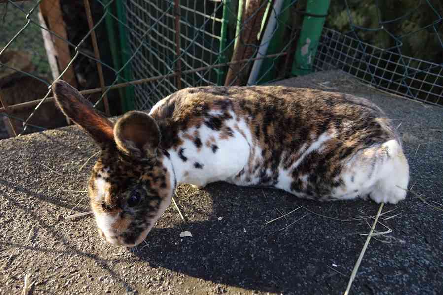 prodám mladé rexe - foto 1