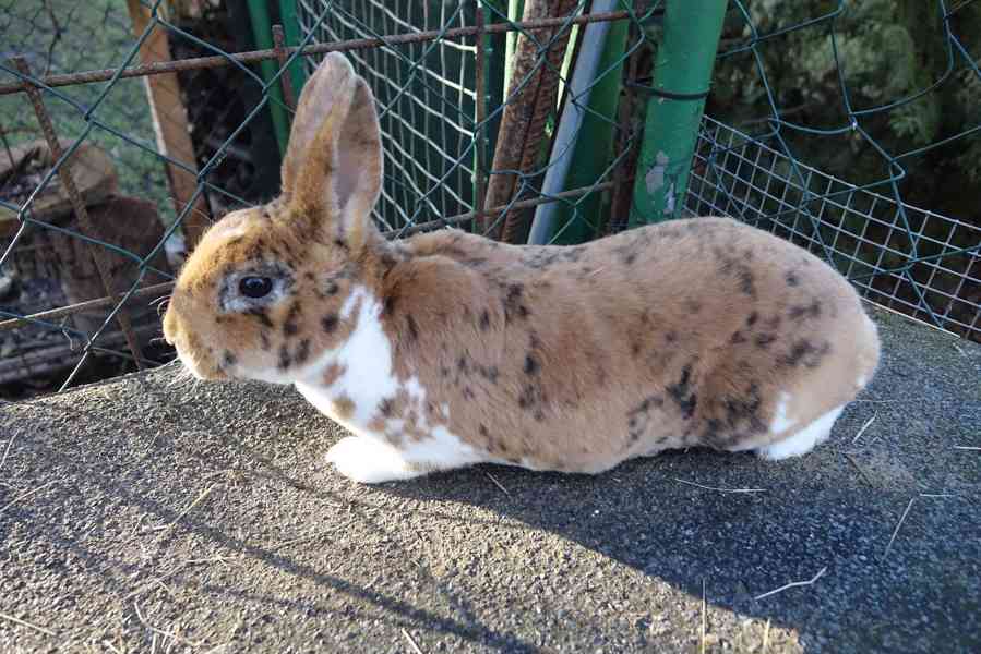 prodám mladé rexe - foto 5