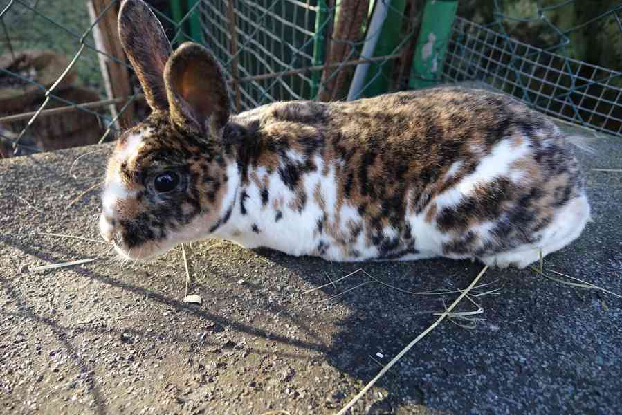 prodám mladé rexe - foto 2