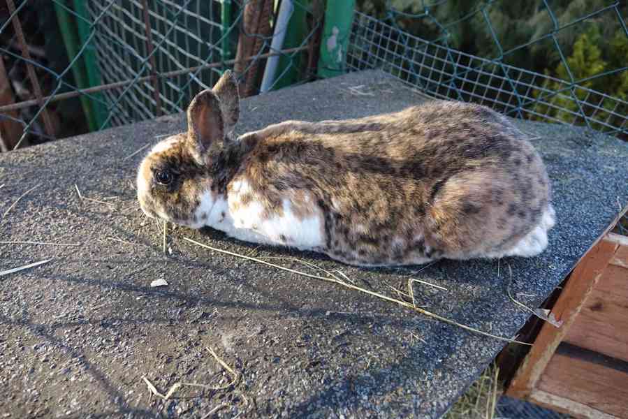 prodám mladé rexe - foto 3