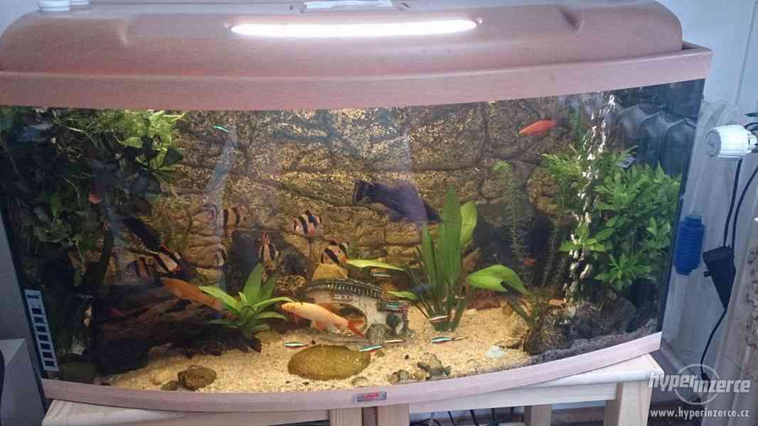 Prodám komlpletní akvárium včetně rybiček - foto 3