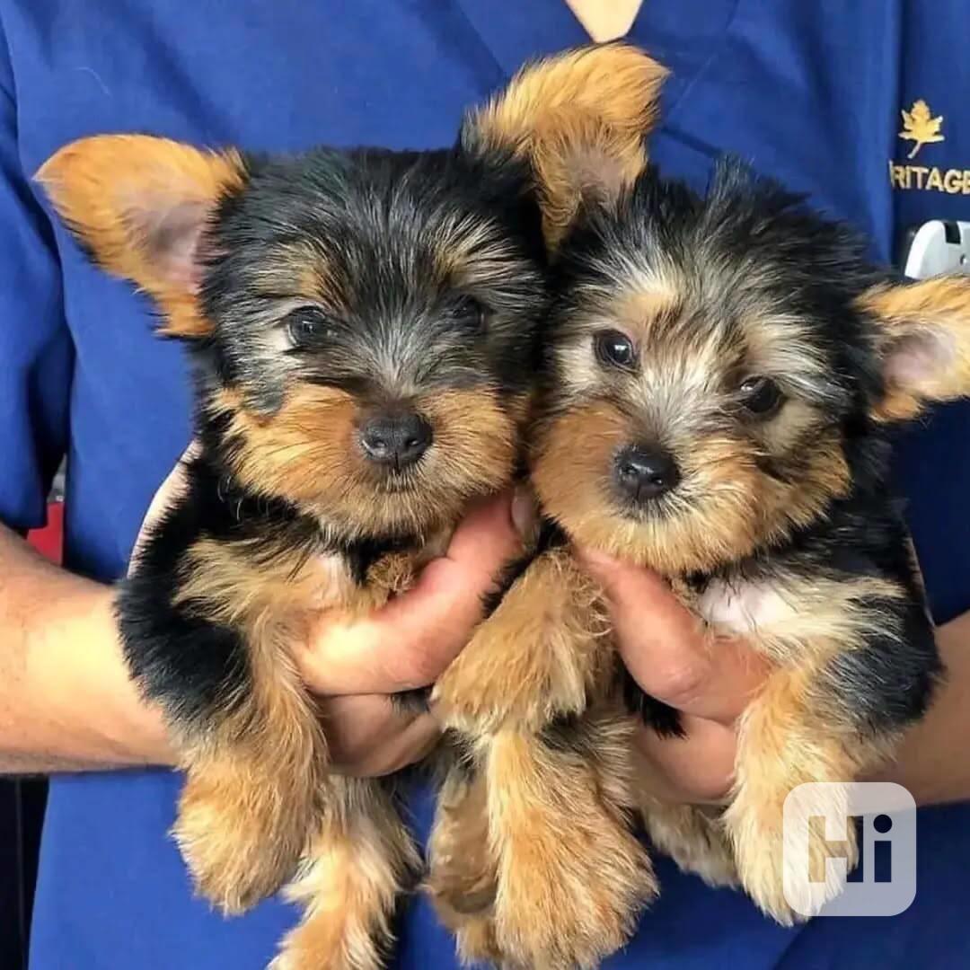 Štěňata yorkshirského teriera k adopci - foto 1