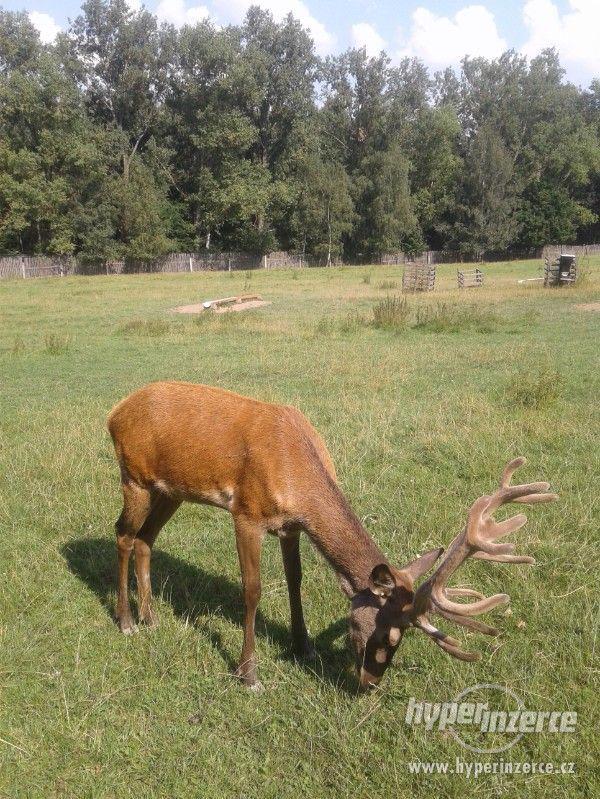 Prodám jelena na druhém paroží - foto 1