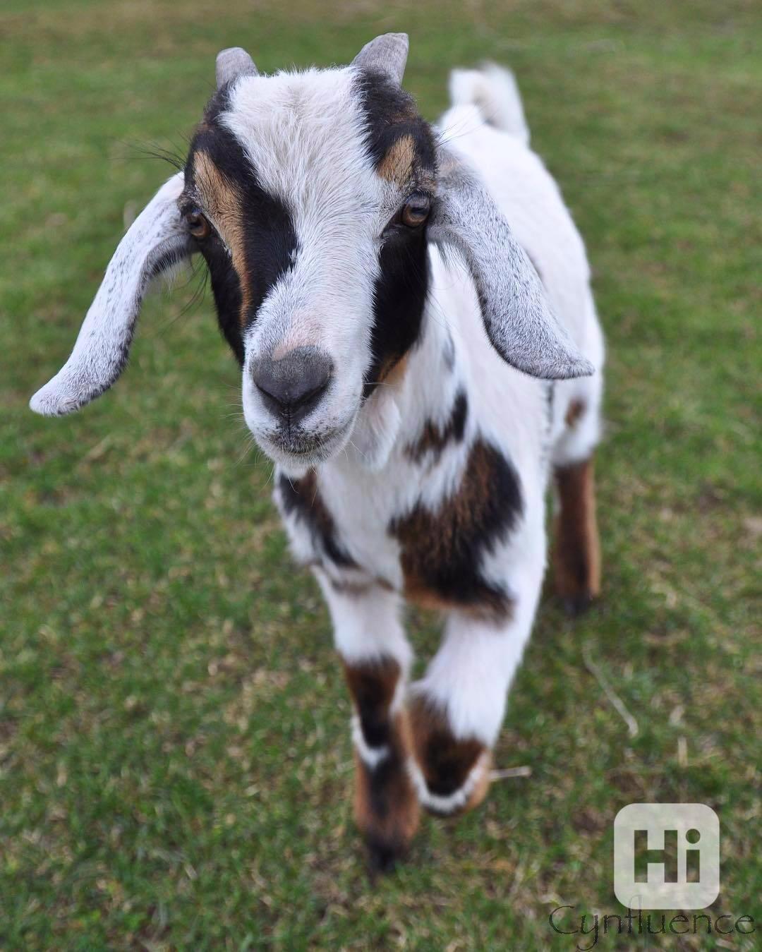 Krásné a milé kozy na prodej! - foto 1