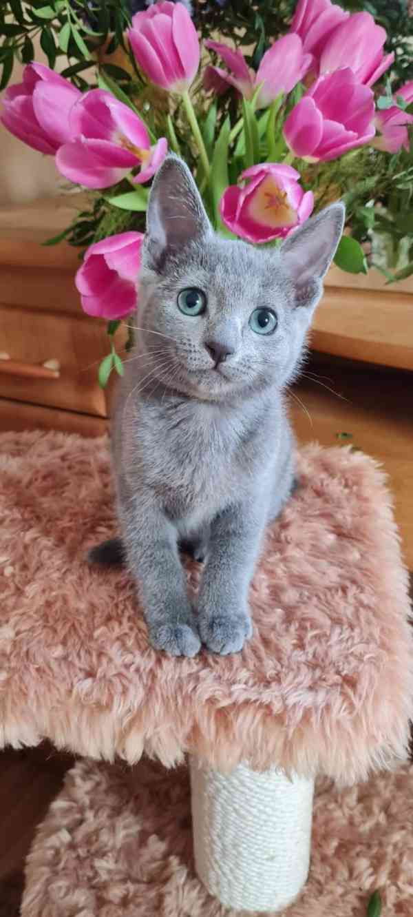 Zdarma roztomilé ruské modré kotě k bezplatné adopci nyní    - foto 1