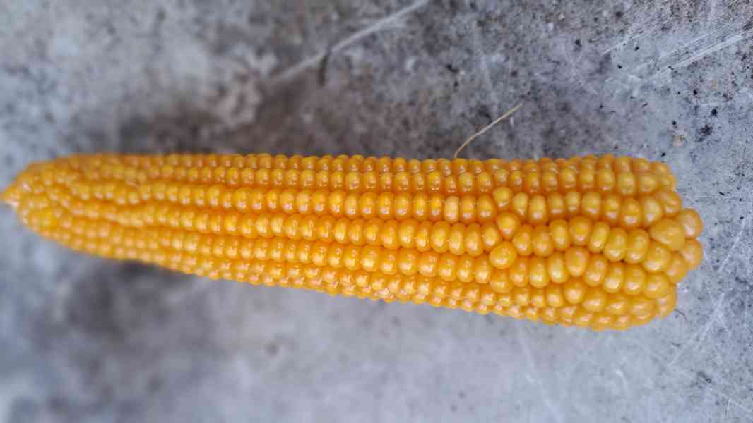 Pik.kukuřice semena 3 druhy(domácí popcorn) - foto 4