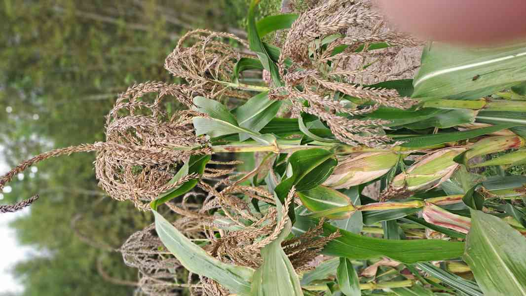 Pik.kukuřice semena 3 druhy(domácí popcorn) - foto 2