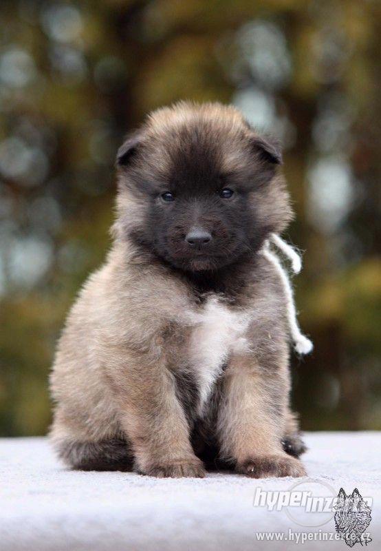 Štěňátka Belgický ovčák Tervueren - foto 1