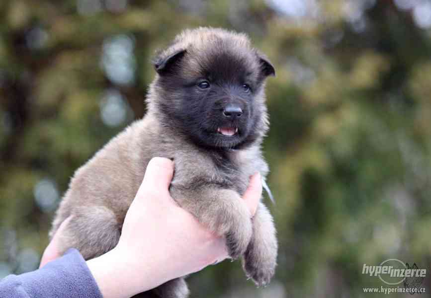 Štěňátka Belgický ovčák Tervueren - foto 2