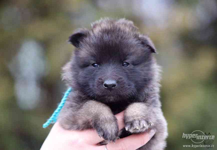 Štěňátka Belgický ovčák Tervueren - foto 3