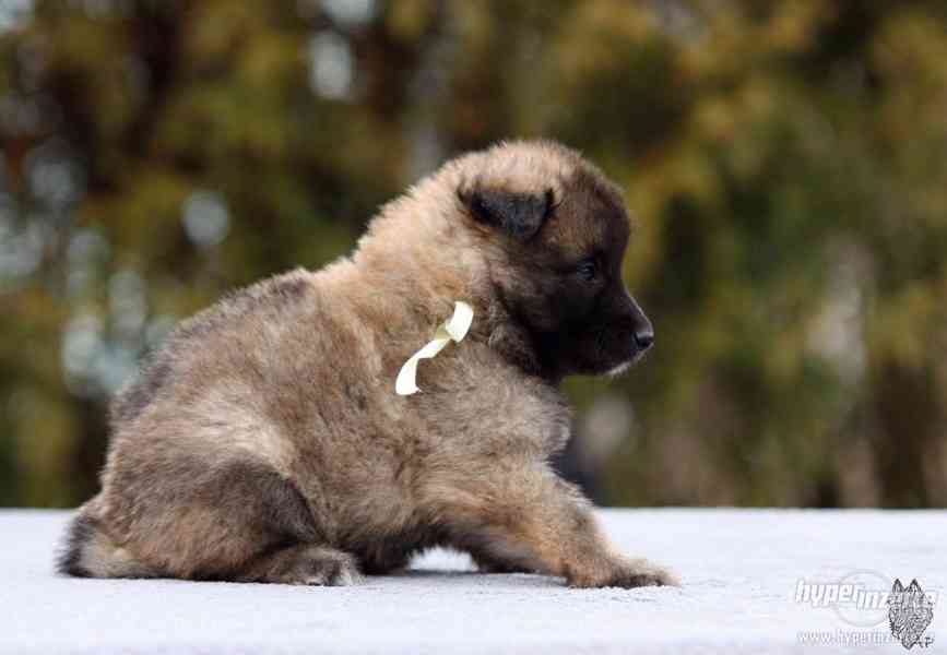 Štěňátka Belgický ovčák Tervueren - foto 4