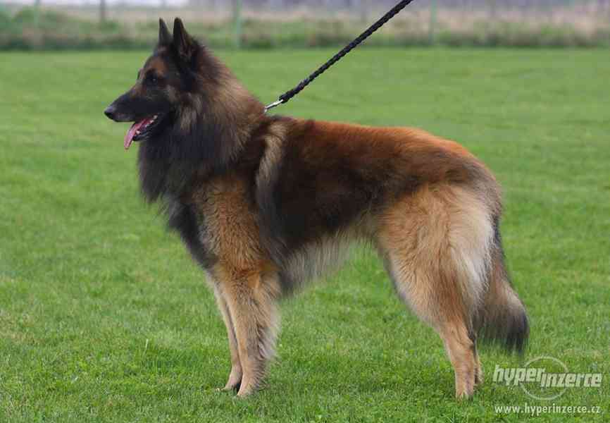 Štěňátka Belgický ovčák Tervueren - foto 5