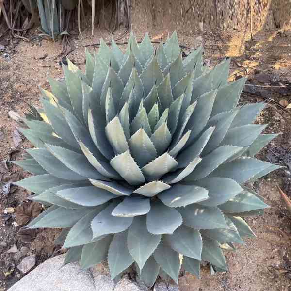 Agave parryi var. huachucensis - semena - foto 1