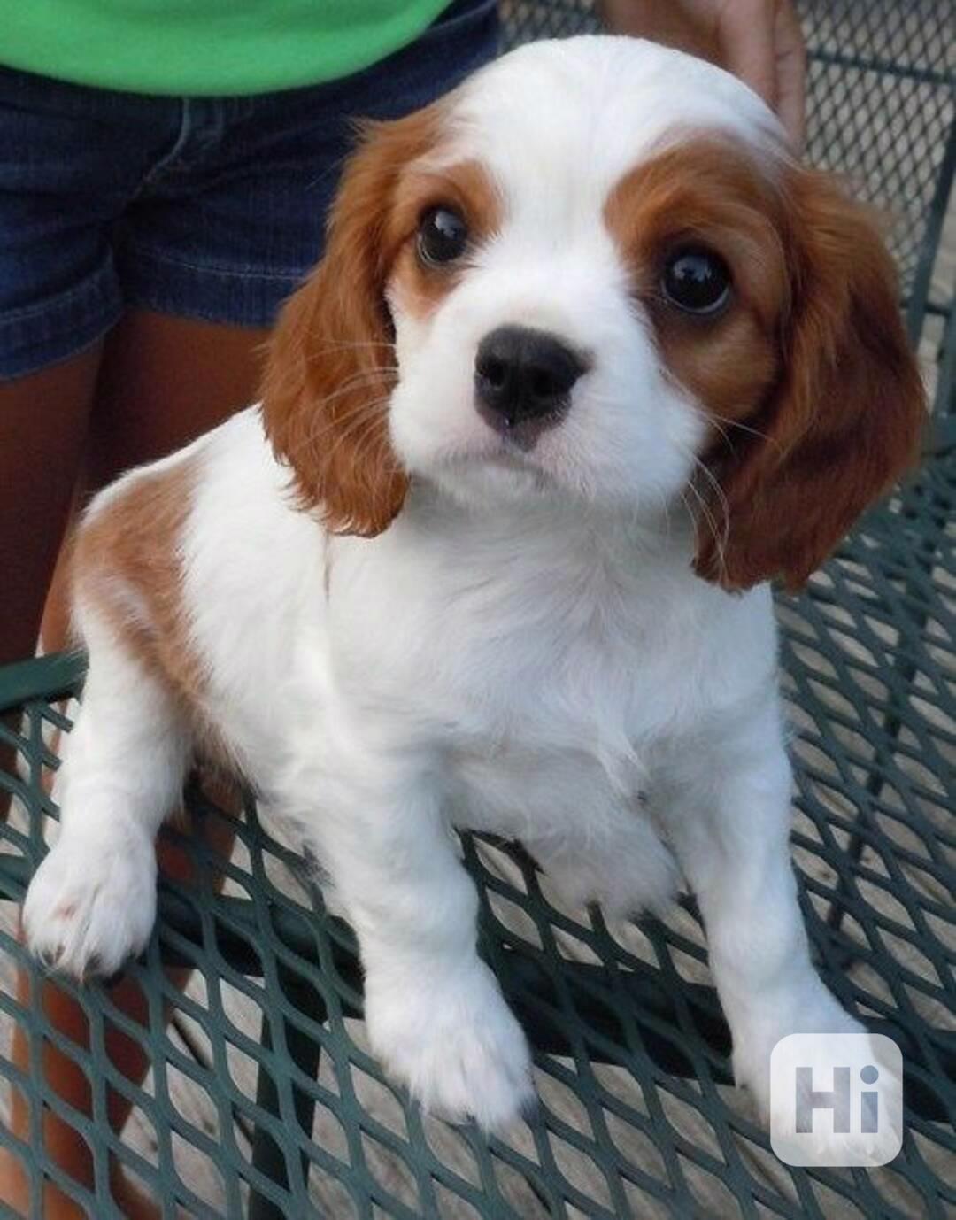 Volná štěňata kavalír King Charles španěl k adopci  - foto 1