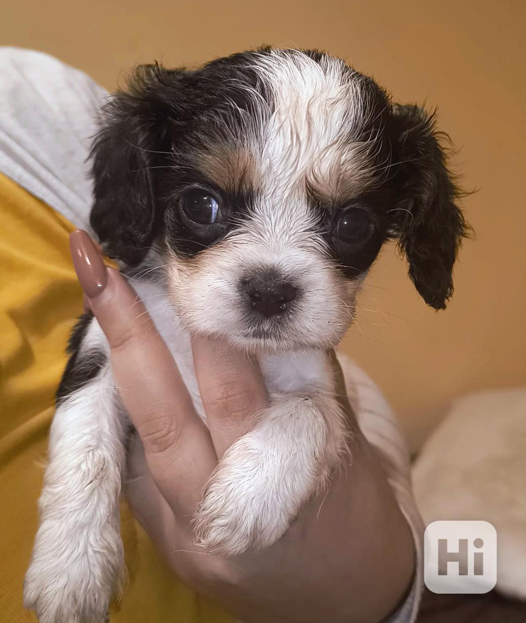 Štěňata kavalír king charles Španěl  - foto 1