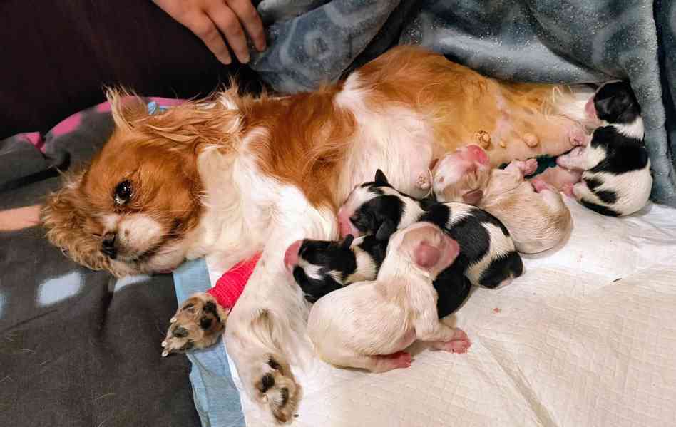 Štěňata kavalír king charles Španěl  - foto 5