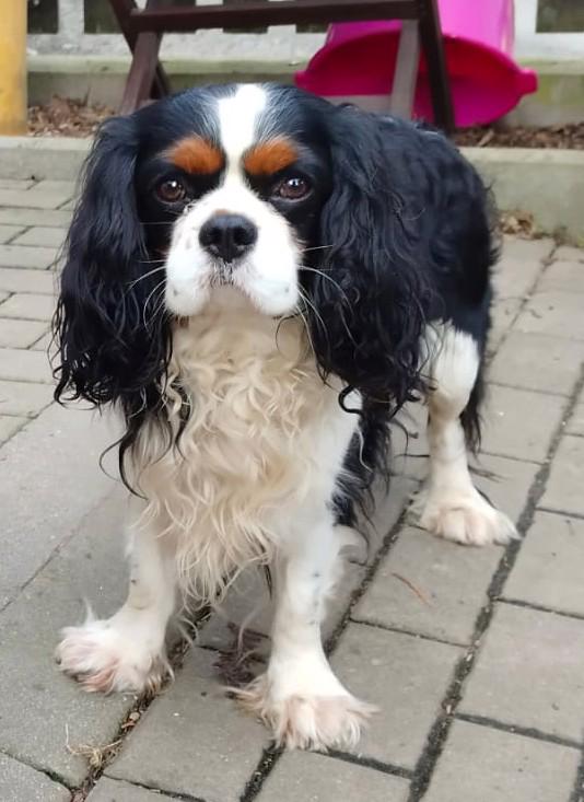 Štěňata kavalír king charles Španěl  - foto 4