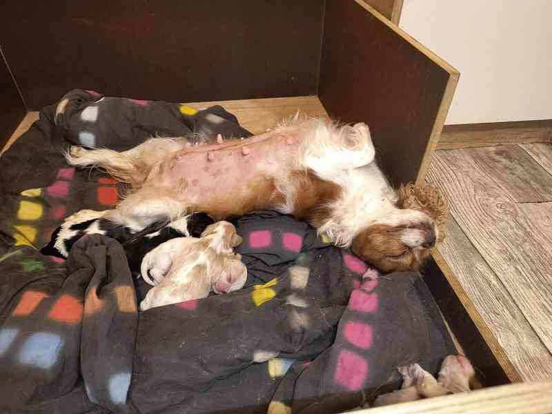 Štěňata kavalír king charles Španěl  - foto 3