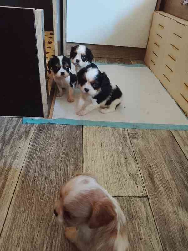 Štěňata kavalír king charles Španěl  - foto 2