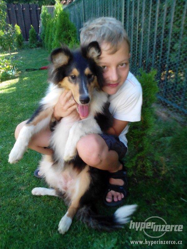 kolie fenka dlouhosrstá - foto 1