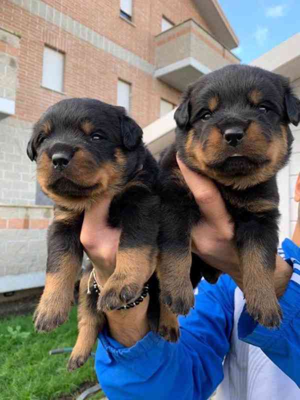 Dárek štěňata rotvajlera k adopci zdarma - foto 1