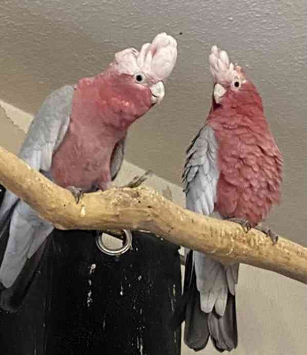 Kakadu růžový - foto 1