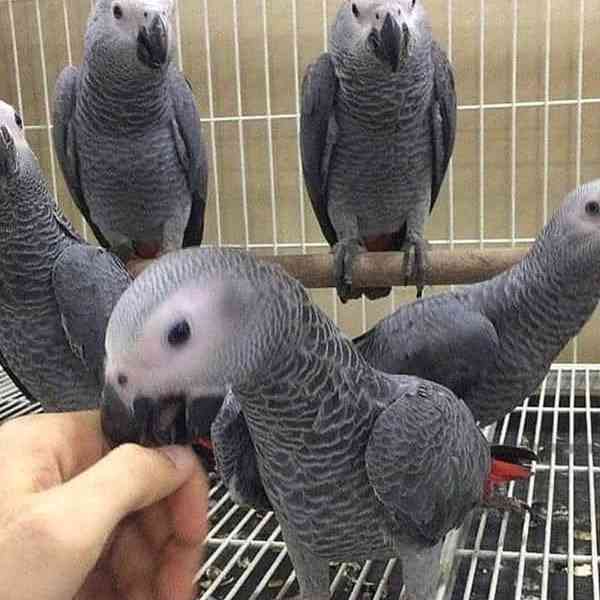 Sladké a krásné africké šedé papoušky na prodej Všichni papo - foto 1