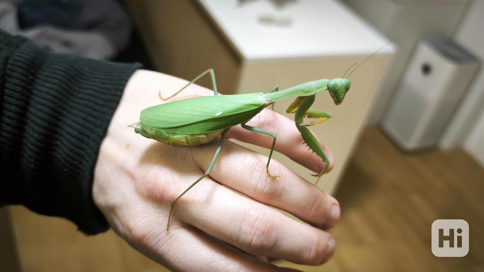 Kudlanky Hierodula Venosa - foto 1