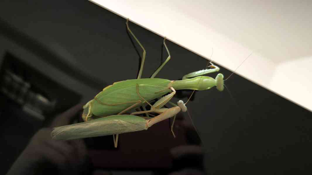 Kudlanky Hierodula Venosa - foto 2