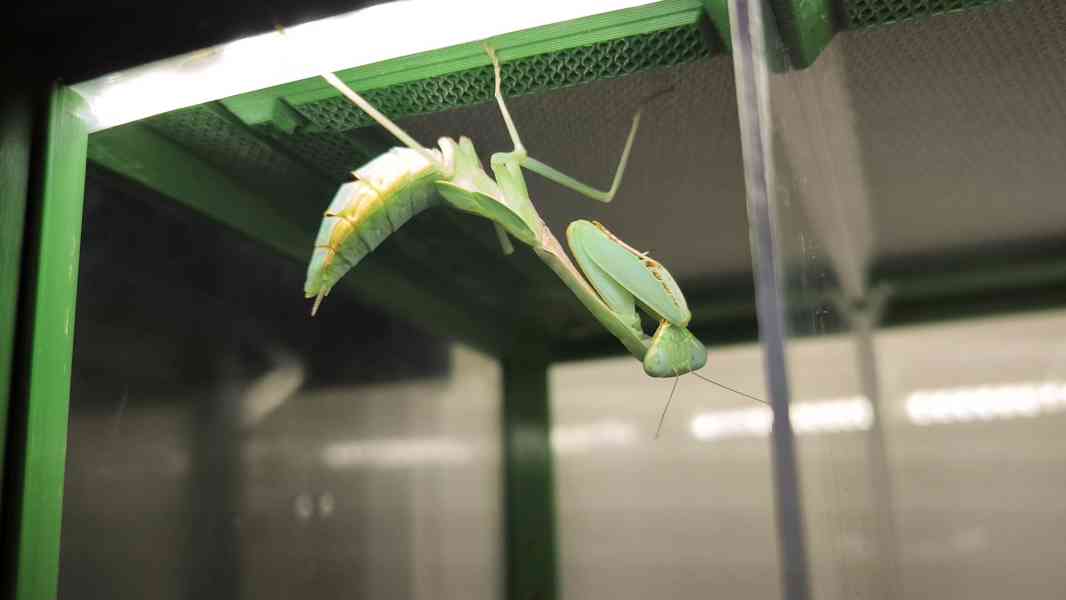 Kudlanky Hierodula Venosa - foto 5