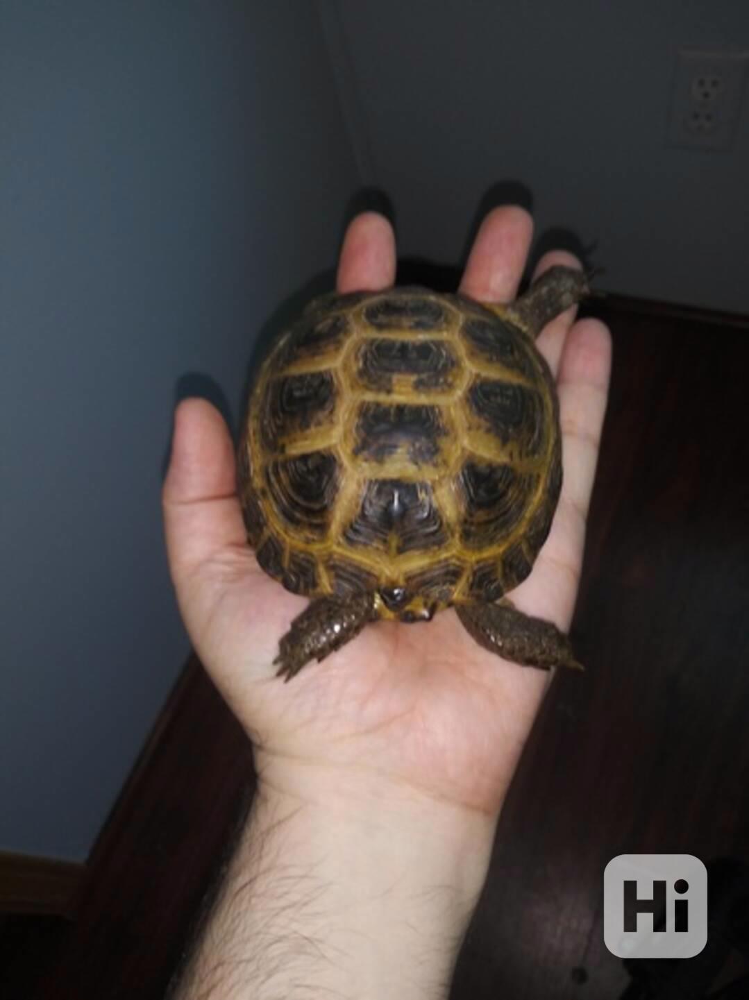 Roztomilé želvy na prodej. - foto 1