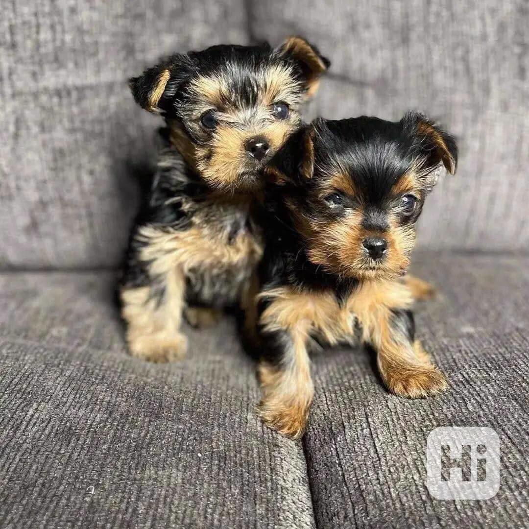 🐾 Malý yorkshirský teriér z Teacup - foto 1