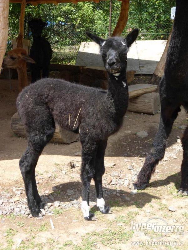Lama alpaka - foto 3