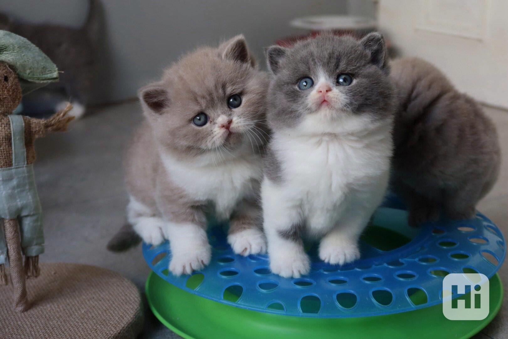 Úžasná britská krátkosrstá koťátka k adopci zdarma   - foto 1