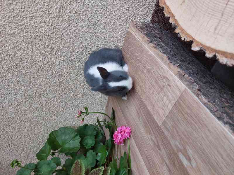 Zakrslý králík - sameček - foto 7