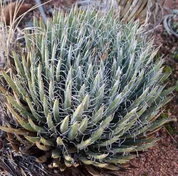 semena Agave toumeyana var. bella