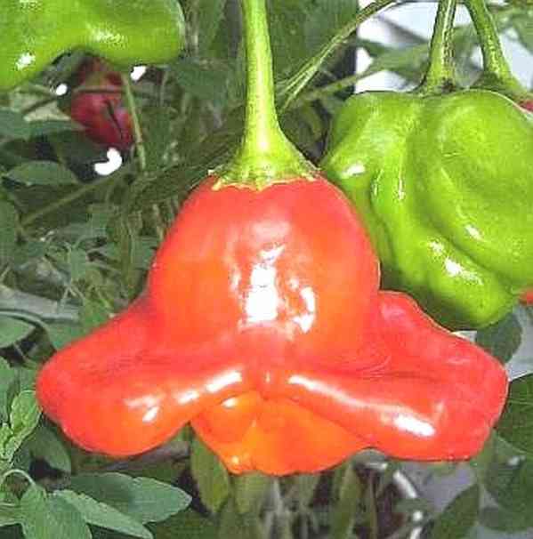 Chilli Bishop's Crown - Biskupova čepice - semena