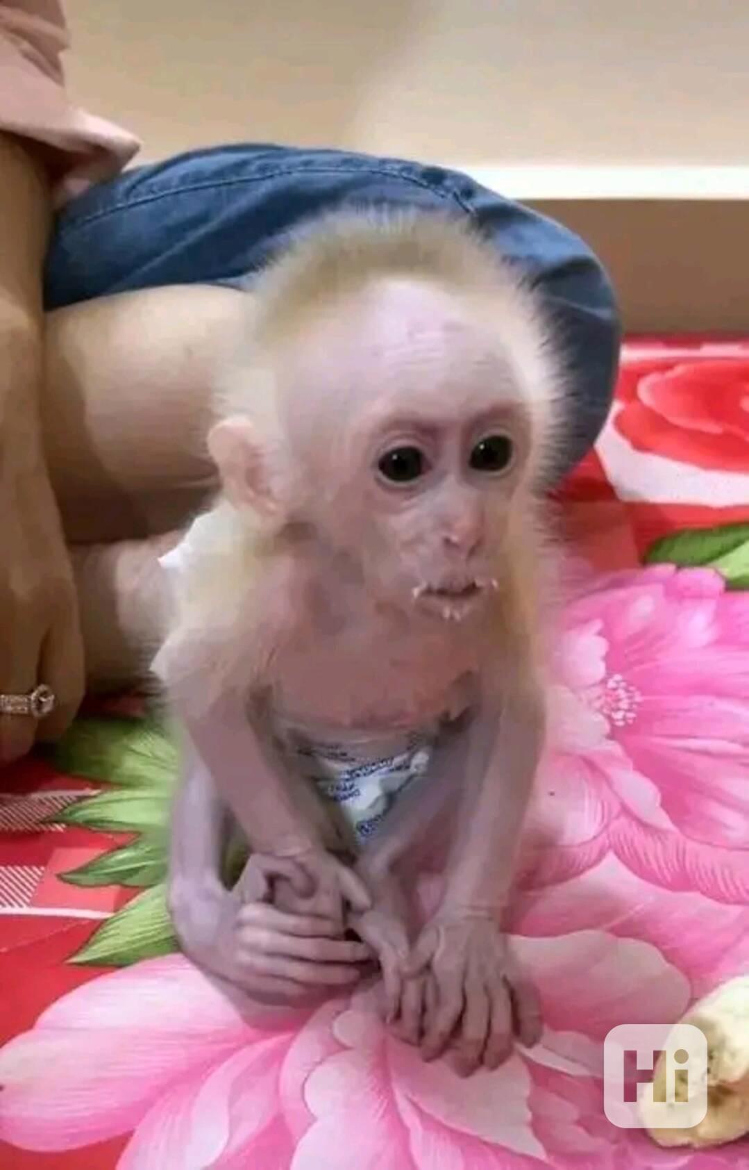  Znovunajímání nádherných kapucínských opic - foto 1