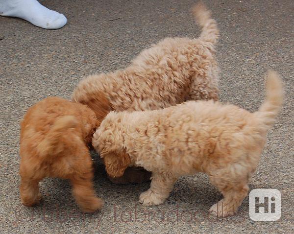 Roztomilá štěňata labradoodla připravena Máme vrh 5 štěňat l - foto 1