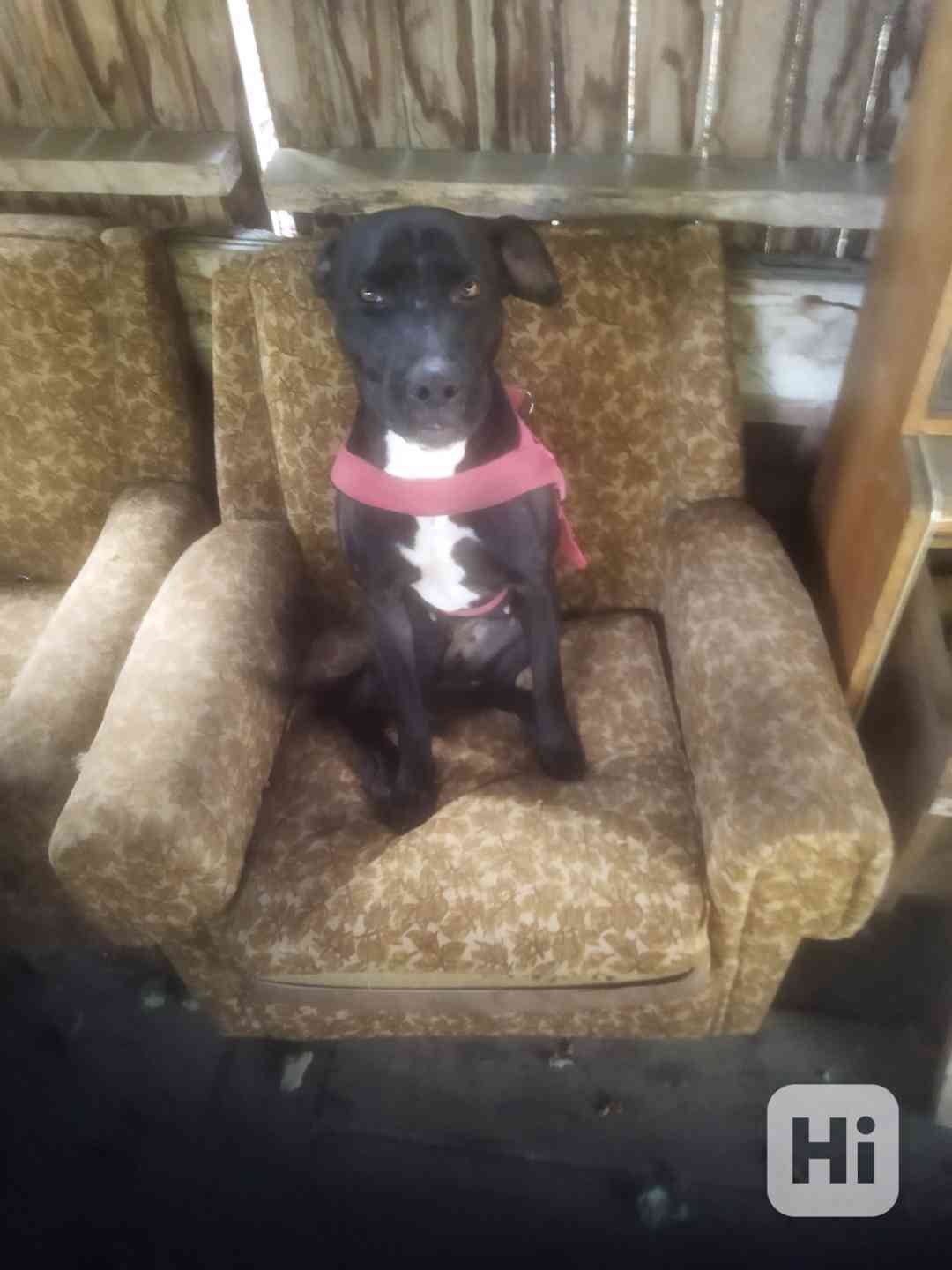 Daruji do dobrých Rukou - foto 1