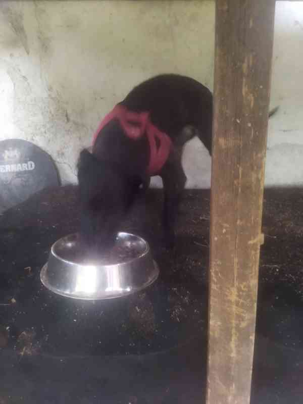 Daruji do dobrých Rukou - foto 3