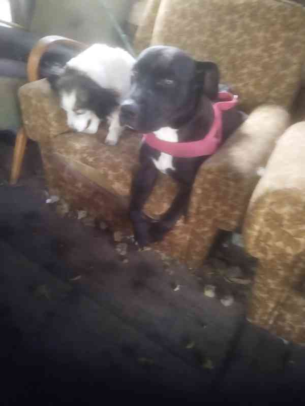 Daruji do dobrých Rukou - foto 2