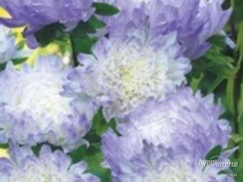 Astra čínská Duchesse silvery blue - semena - foto 1