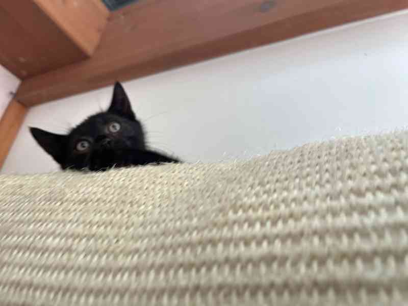 Kotě mainské mývalí Čert - foto 8