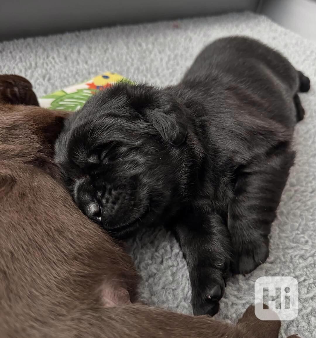 Labrador na prodej - foto 1
