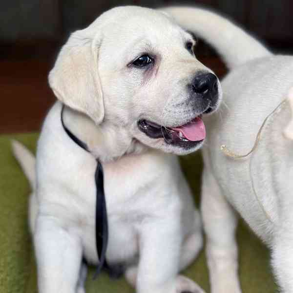 Labrador na prodej - foto 3