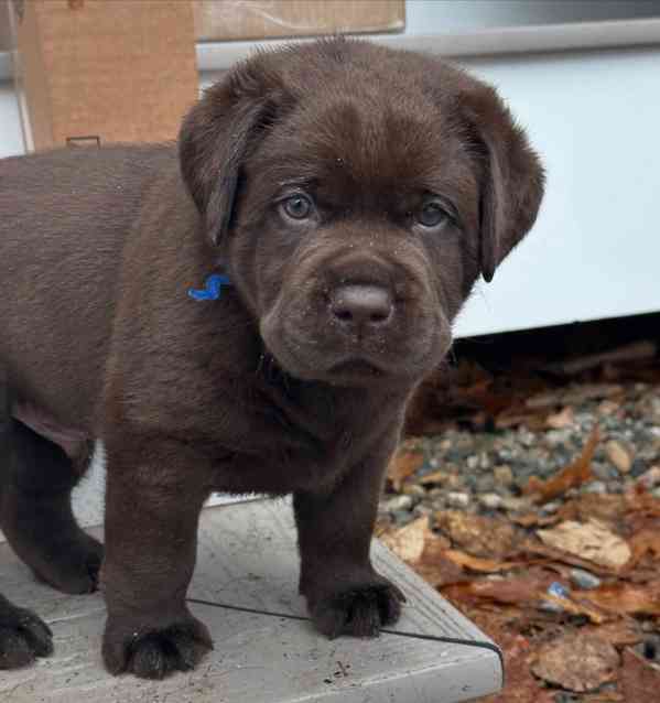 Labrador na prodej - foto 2