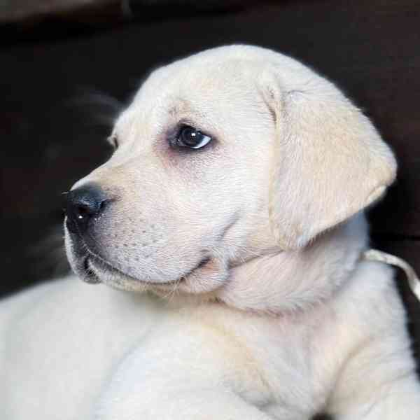 Labrador na prodej - foto 4